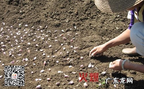 也能种出又大又甜的“阳光果” 不用布袋怎么种植