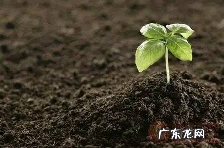 死苗烂根如何预防 药材种植不烂根怎么办