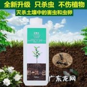 死苗烂根如何预防 药材种植不烂根怎么办