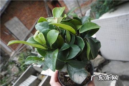 老园丁不外传的秘诀都在这 观赏荷花冬天怎么种植