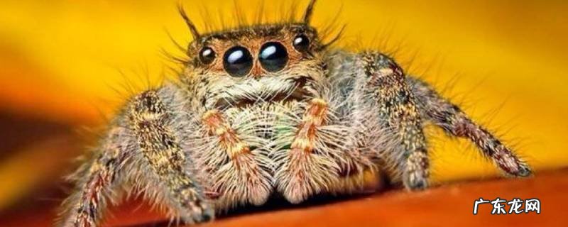 跳蛛为什么会盯着人看,跳蛛盯着我看