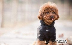 10种情况不需要打狂犬疫苗 两个月的狗狗会有狂犬病吗