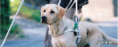 导盲犬可以生孩子吗 导盲犬为什么不能生育