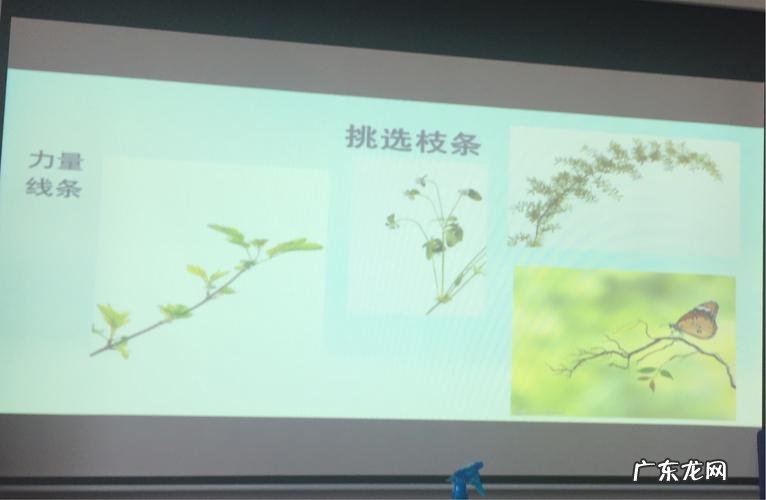 考拉园艺网带你了解红桃K种子 如何种植红桃k