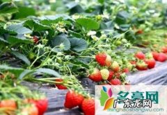 种植草莓要注意这几点 怎么种植草莓才好