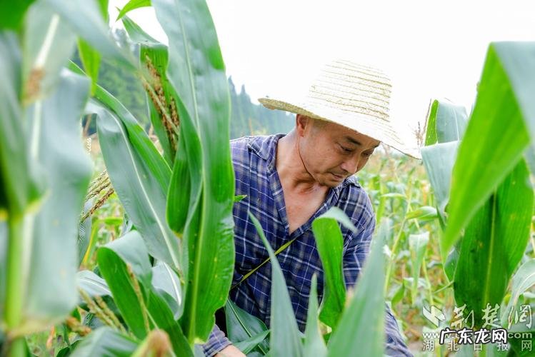 这个蔬菜品种 西兰花种植效果怎么样