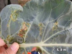 这个蔬菜品种 西兰花种植效果怎么样