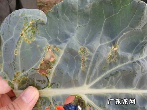 这个蔬菜品种 西兰花种植效果怎么样