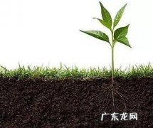 记住这3点,花大色艳,植株旺盛 芙蓉牡丹怎么种植