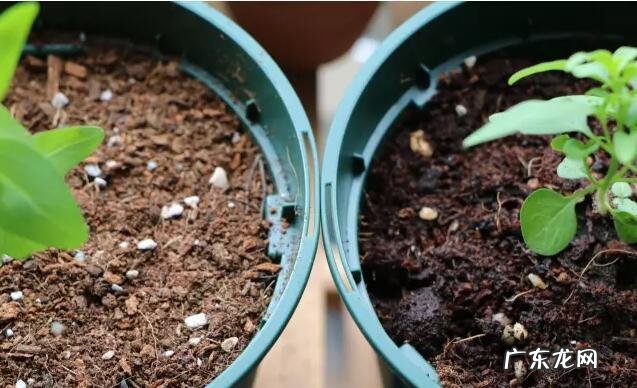 花卉种子播种教程 种植花种怎么播