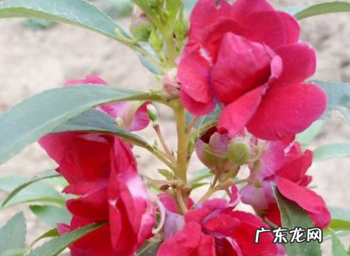 绝不是薰衣草的替身 湖北马鞭草花怎么种植