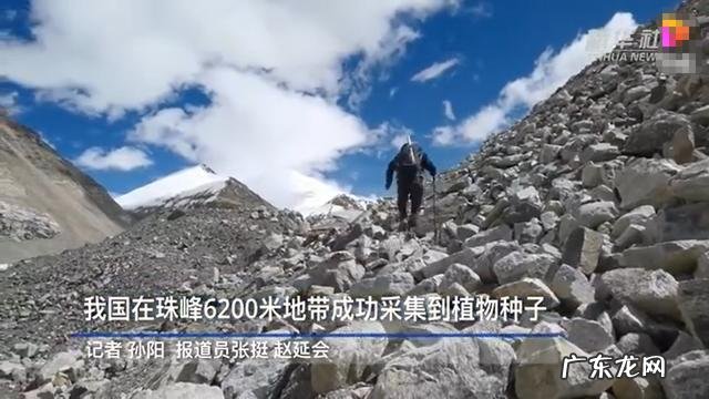 一颗种子的答案——雪域高原播种者钟扬的“精神珠峰” 延时看珠峰植物种子萌发