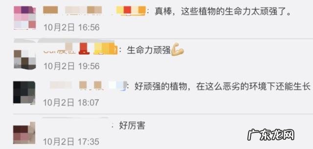 一颗种子的答案——雪域高原播种者钟扬的“精神珠峰” 延时看珠峰植物种子萌发