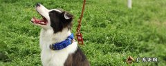 边牧幼犬怎么养 不能养边境牧羊犬理由