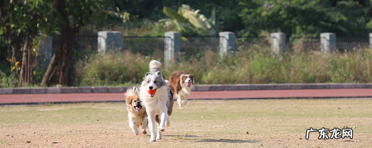 边牧额头白毛越窄越贵 边牧品相怎么看