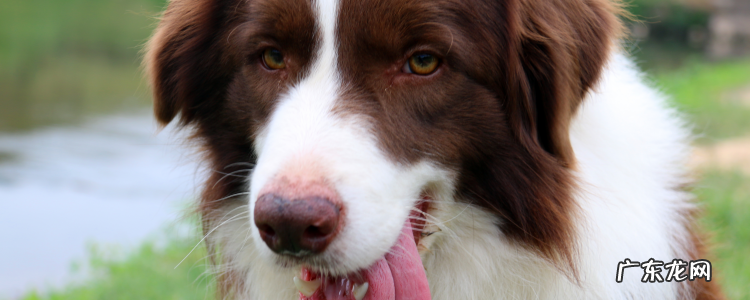 3个月的小边牧多少钱一只 边牧属于大型犬还是中型犬