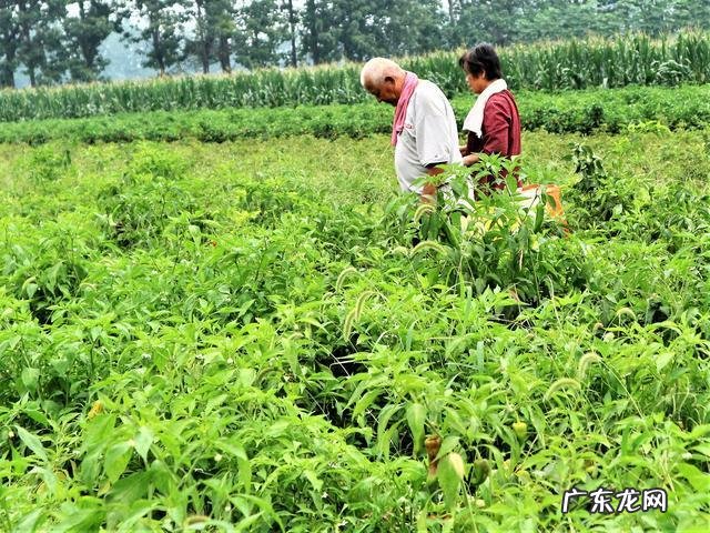 这5个关键技巧要知道 园林怎么种植绿化草