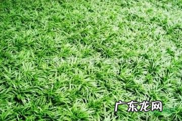 这5个关键技巧要知道 园林怎么种植绿化草