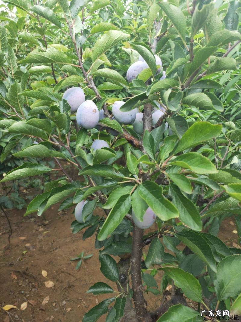 宁波余姚这位新乡贤了不起 梅农种植前景如何
