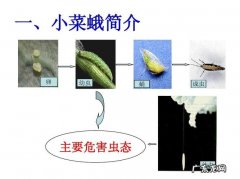 首推这几个 种植蔬菜地里虫子怎么办