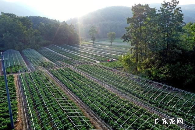 一次种植、采收长达2个多月 如何种植豌豆和种植时间