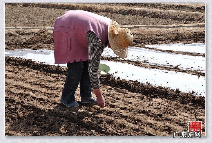 一次种植、采收长达2个多月 如何种植豌豆和种植时间