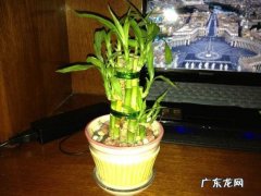 四个方面要知道 大面积种植的草花发芽后怎么养护