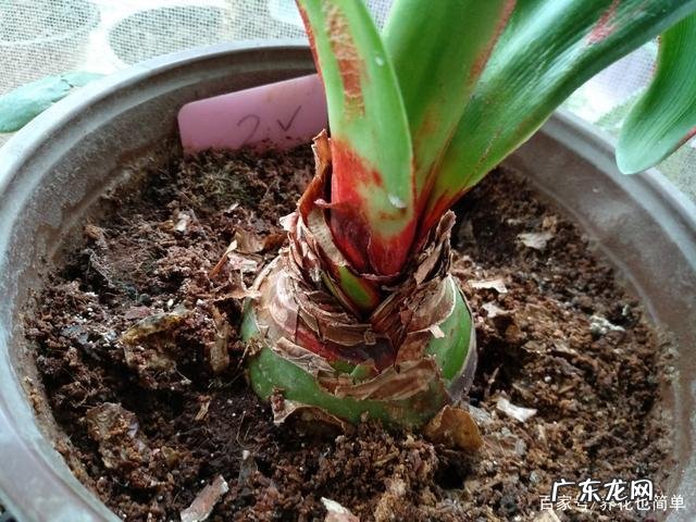 剪花箭,停水,让花箭干枯 朱顶红的种植怎么浇水