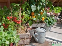 就这样规划打理 庭院种植水果怎么管理