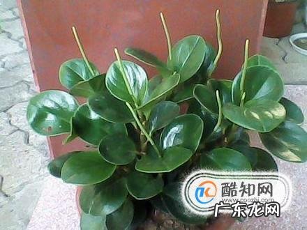 做到5点就够了 豆瓣绿怎么种植视频