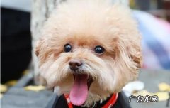 贵宾犬聪明到什么程度 贵宾纯不纯种怎么分辨