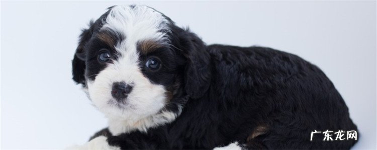 刚出生2天的幼犬僵硬死亡 刚出生2天幼犬全部死亡