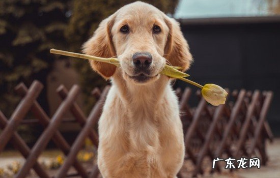 最干净最好养的中型犬 金毛犬掉毛吗