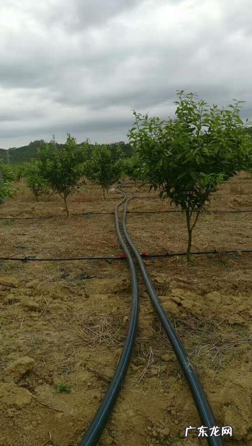 当然是简单、省钱、省力 果园种植模式怎么开发