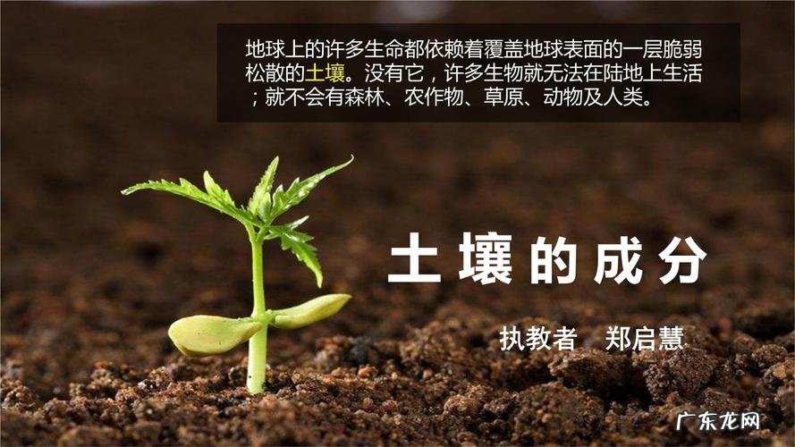 植物合植竟可以栽出这样的效果来 一棵大树五棵小树怎么组合种植