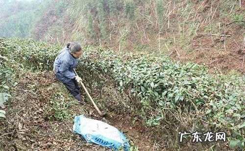 植物合植竟可以栽出这样的效果来 一棵大树五棵小树怎么组合种植