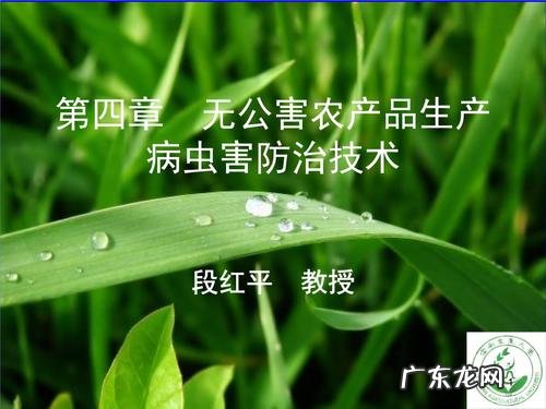 结得多还好吃 农村庭院怎么种植西瓜