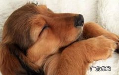 中华田园犬多少钱一只 田园犬是什么狗