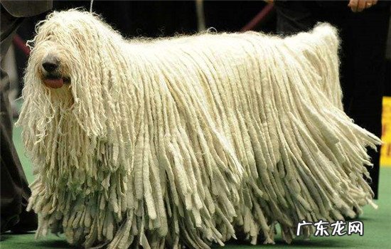 中国家禁养的26种狗 可蒙犬为什么禁养