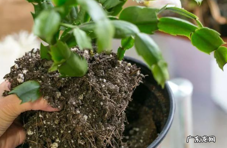发财树买回来这样做 刚收的招财树怎么种植