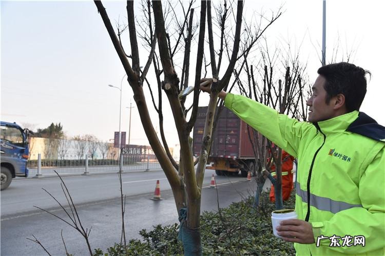 发财树买回来这样做 刚收的招财树怎么种植