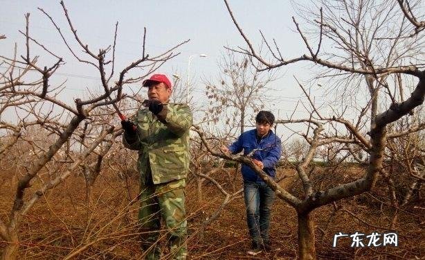 高手是这样种植“梨树”的 棠梨怎么种植视频教程