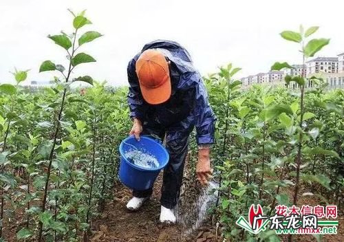 高手是这样种植“梨树”的 棠梨怎么种植视频教程
