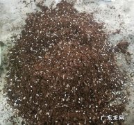 玫瑰花的种子繁殖法 枯萎的玫瑰花种子怎么种植