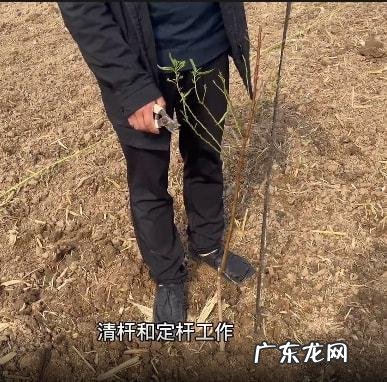 绿萝用了越发油绿茂盛 咖啡豆渣怎么种植