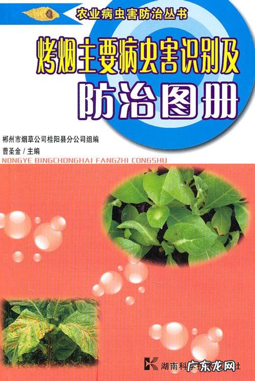 绿萝用了越发油绿茂盛 咖啡豆渣怎么种植