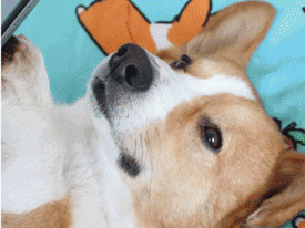 让狗狗告别冬季疾病 如何让宠物在冬季有效保暖