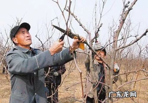 教你如何让香蕉既优产又高产 香蕉苗怎么样种植