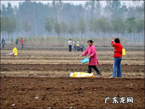 亩产多少,割几茬 紫花苜蓿种子怎么种植