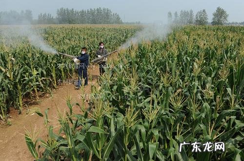 亩产多少,割几茬 紫花苜蓿种子怎么种植